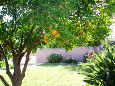 Oranges in season