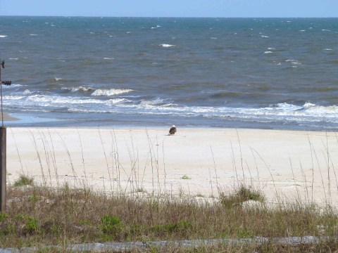 Bald Eagle on Beach