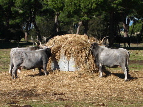 Maremma cows