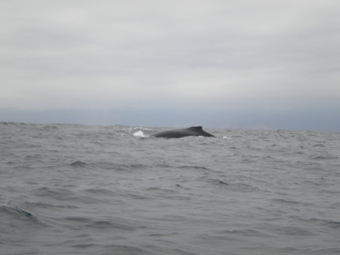 Humpback Whale - Monta�ita Vacation Homes