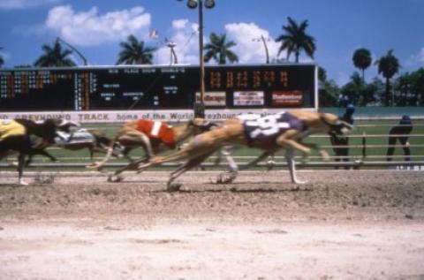 watch aGreyhound race - Hollywood, Florida Hotels