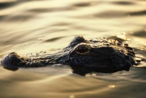 see alligators in the Everglades - Hollywood, Florida Hotels