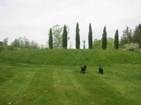 Yard with Dogs