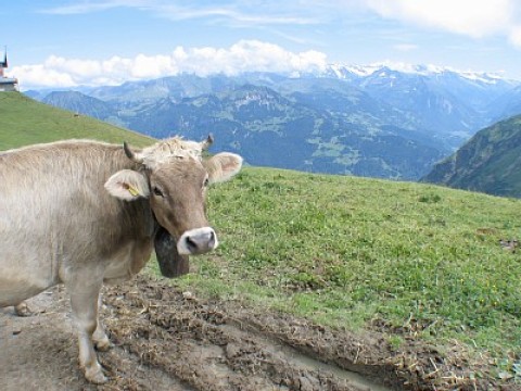 cows - Lungern Vacation Homes
