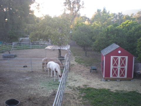 view from balcony of horses and orchard