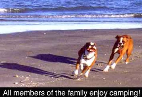 Well behaved pets are welcome - San Felipe Vacation Homes